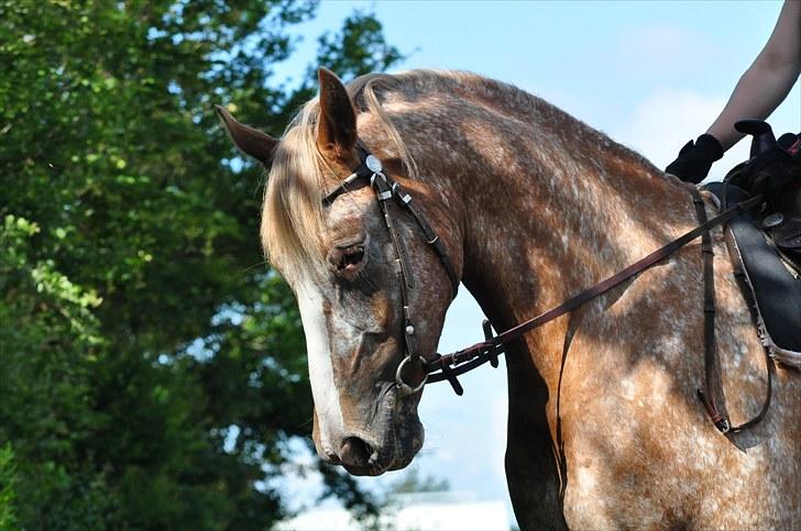 Appaloosa Mister Sebrano *SOLGT* billede 6