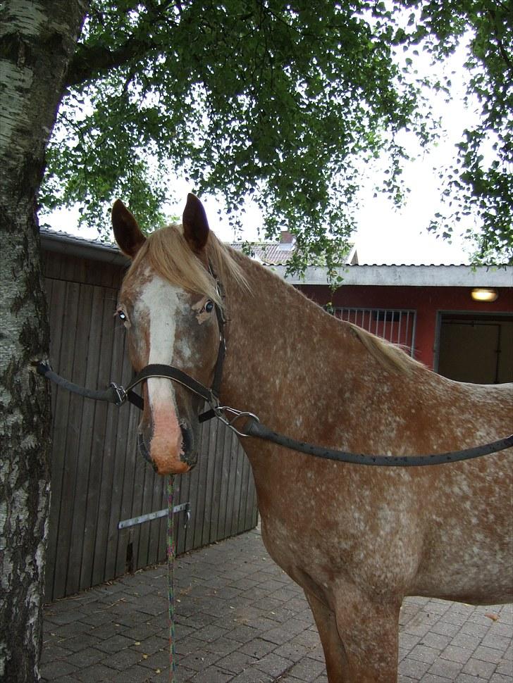 Appaloosa Mister Sebrano *SOLGT* billede 7