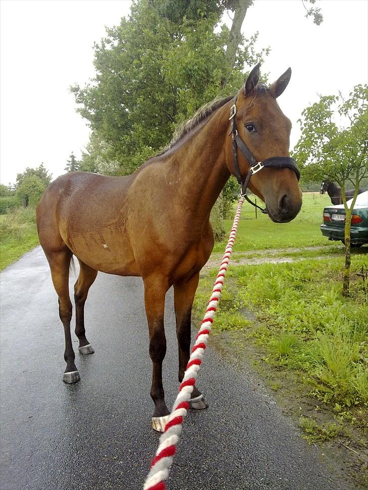 Anden særlig race Lando - det ka godt være det ikk lige ligner det, men han er rent faktisk 4 år på det her billede.. ligner jo bare en stor følle-bølle billede 5