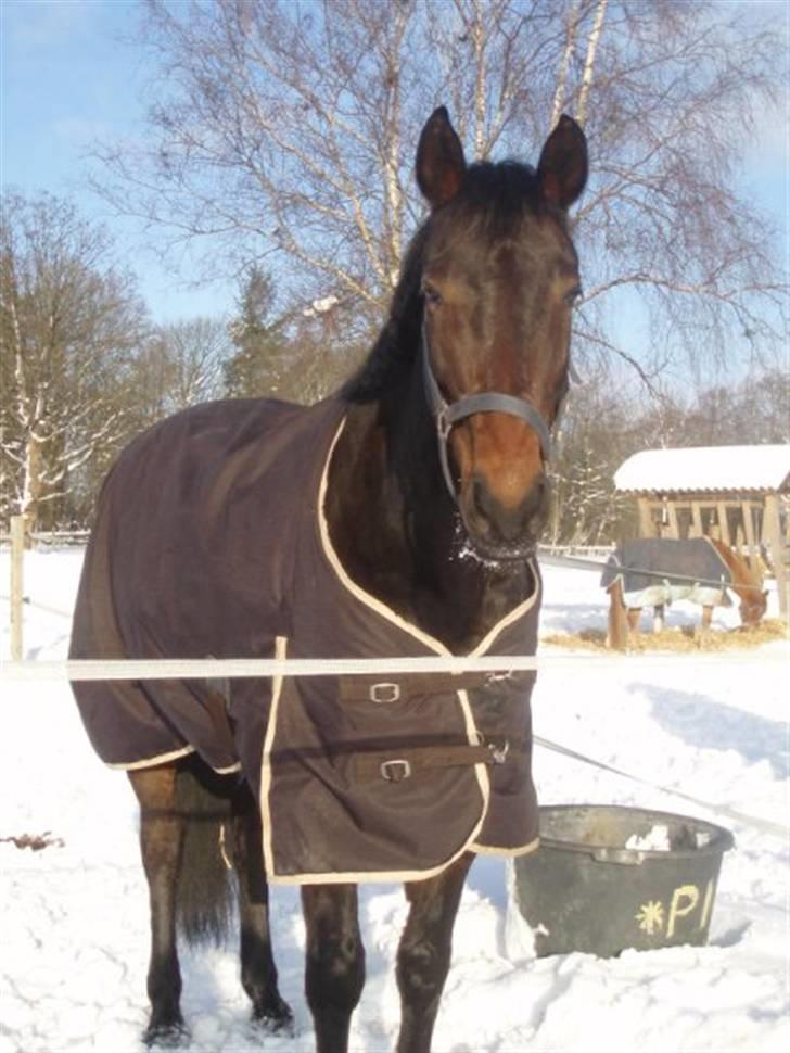 Anden særlig race  Himmelhest A'jay. R.I.P - A´jay vinter 2010 billede 2
