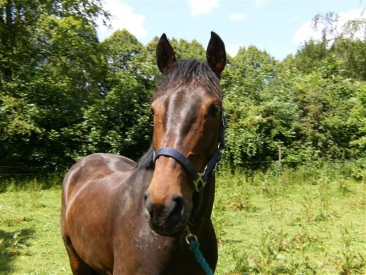 Anden særlig race  Himmelhest A'jay. R.I.P - A´jay sommer 2009 billede 3