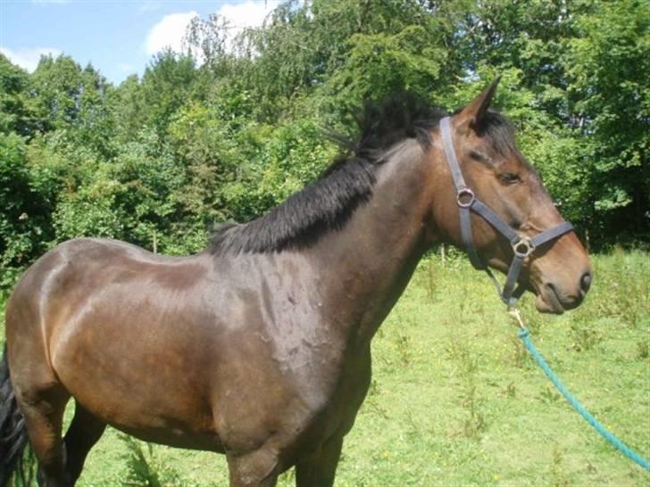 Anden særlig race  Himmelhest A'jay. R.I.P - A´jay sommer 2009 billede 4