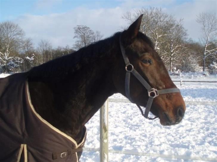 Anden særlig race  Himmelhest A'jay. R.I.P - A,jay vinter 2010 billede 5