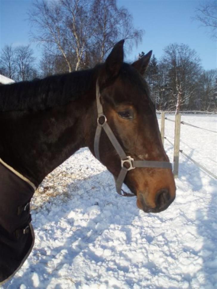 Anden særlig race  Himmelhest A'jay. R.I.P - A´jay vinter 2010 billede 6