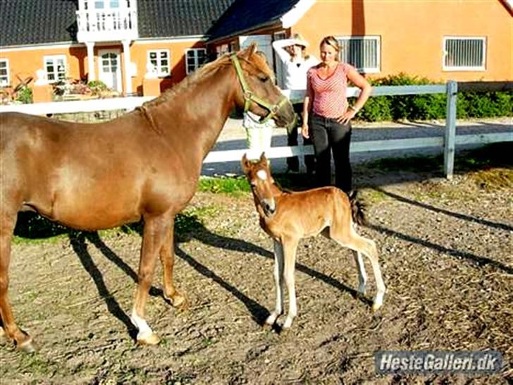 Welsh Partbred (Sec F) Khesjans Beauty † - 14) Smukke Beauty og hendes føl Mason :-) billede 14