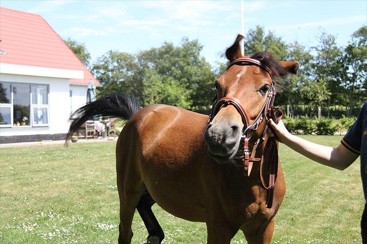 Pinto Dark Daimond<3 billede 15