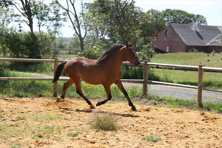 Pinto Dark Daimond<3 billede 13