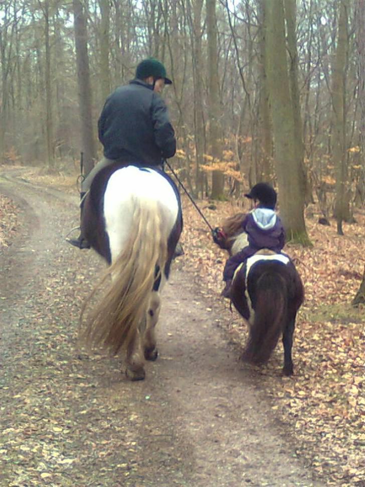 Barockpinto Aranka* RIP* billede 14