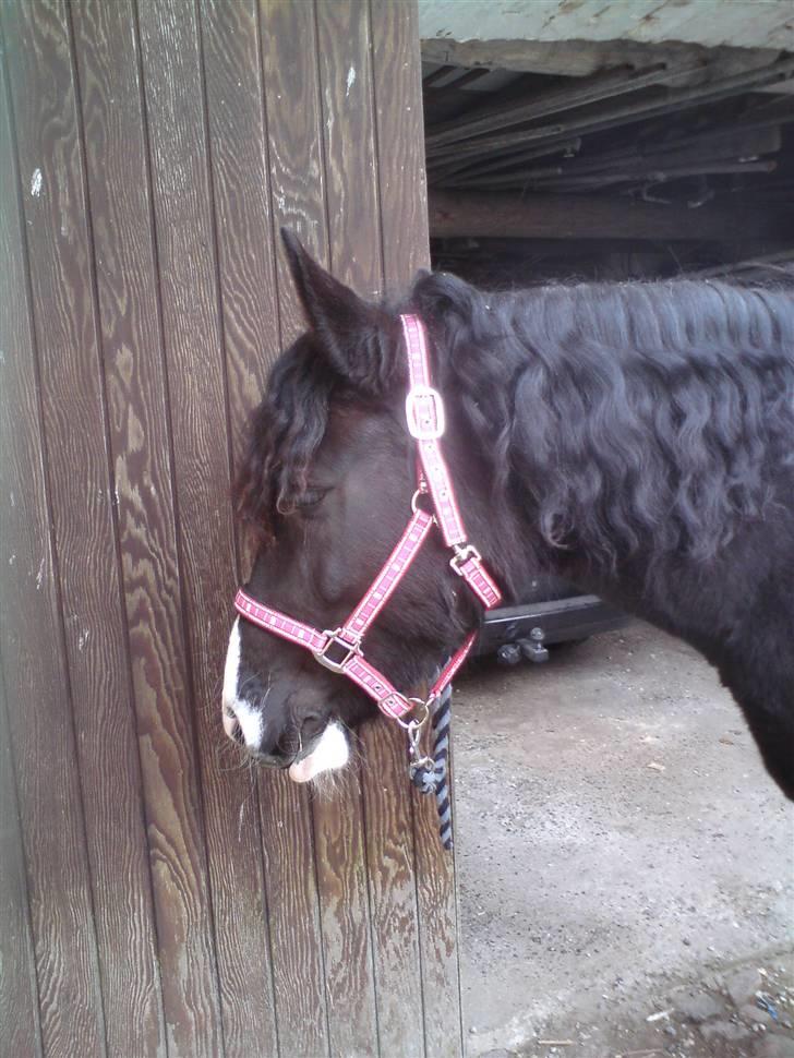 Barockpinto Aranka* RIP* - Krølle bølle billede 16