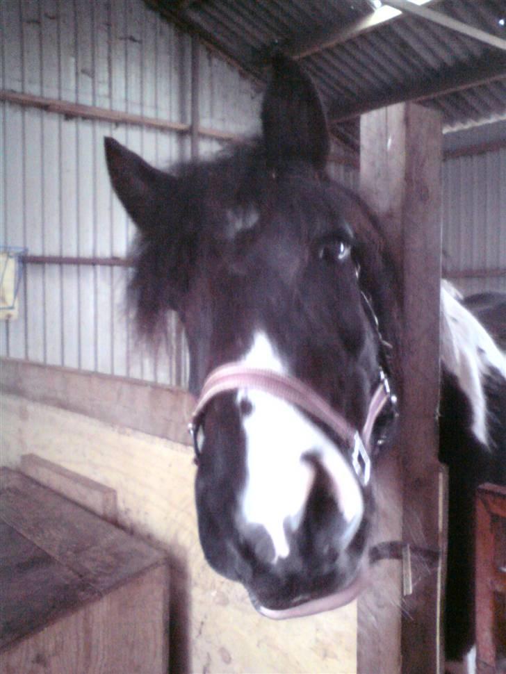 Barockpinto Aranka* RIP* - Har du noget lækkert mor?var mor??? var var var??? billede 18
