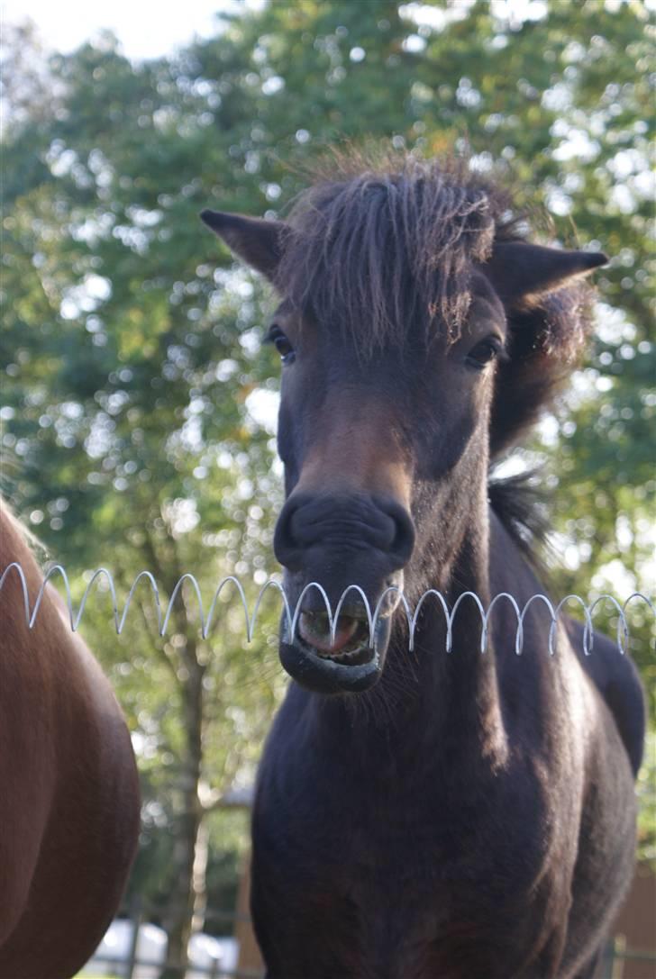 Islænder Faxi  f. Jægersborg-solgt - Foto : Julie Sørensen billede 9