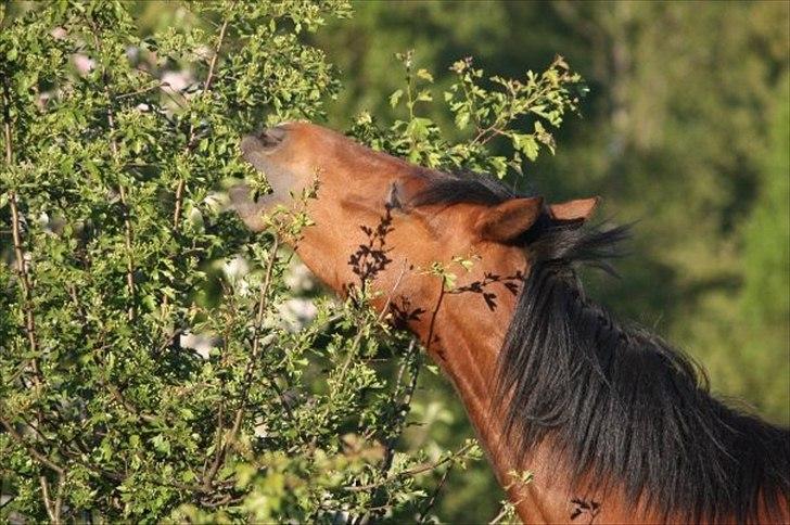 Traver | Kiara <3 *Part* - Lånt af Simone :) Kiara 09 billede 16