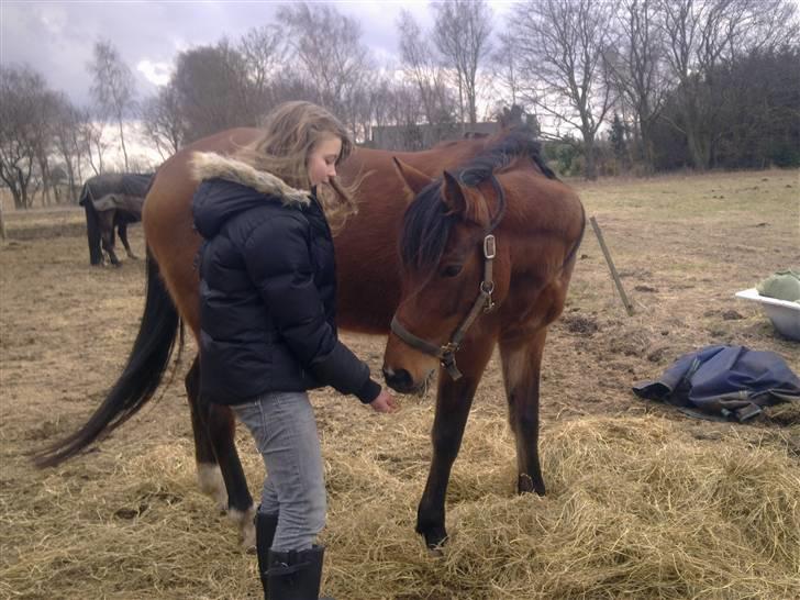 Traver | Kiara <3 *Part* - Træner tricks- utroligt hvad gulerodsstumper kan gøre XD billede 17