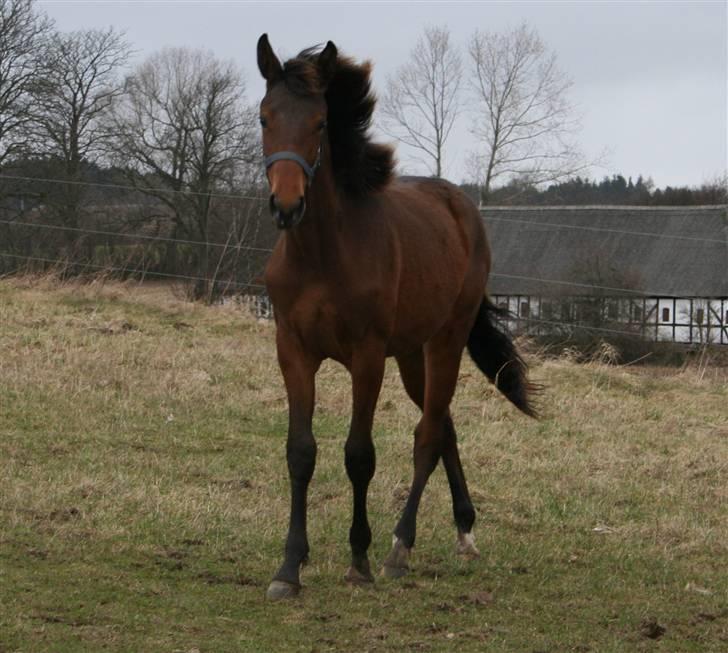 Dansk Varmblod Heartlight Sortebjerg billede 7