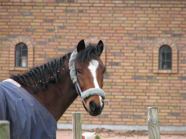 New Forest diana's crack - du er såååå smuk miiin pony <3<3<3<3 I LOVE YOU billede 16