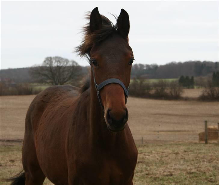 Dansk Varmblod Heartlight Sortebjerg billede 8