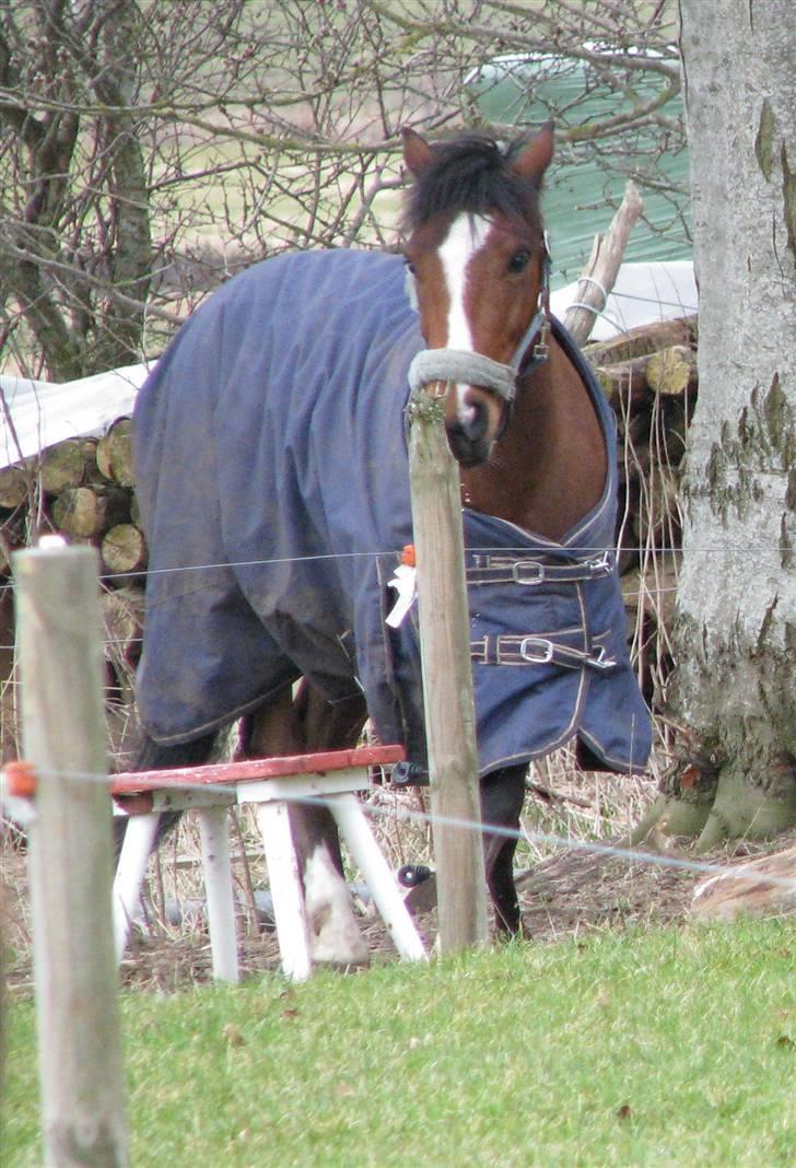 New Forest diana's crack - nåår pony fryser du miin <3 4-ever billede 7