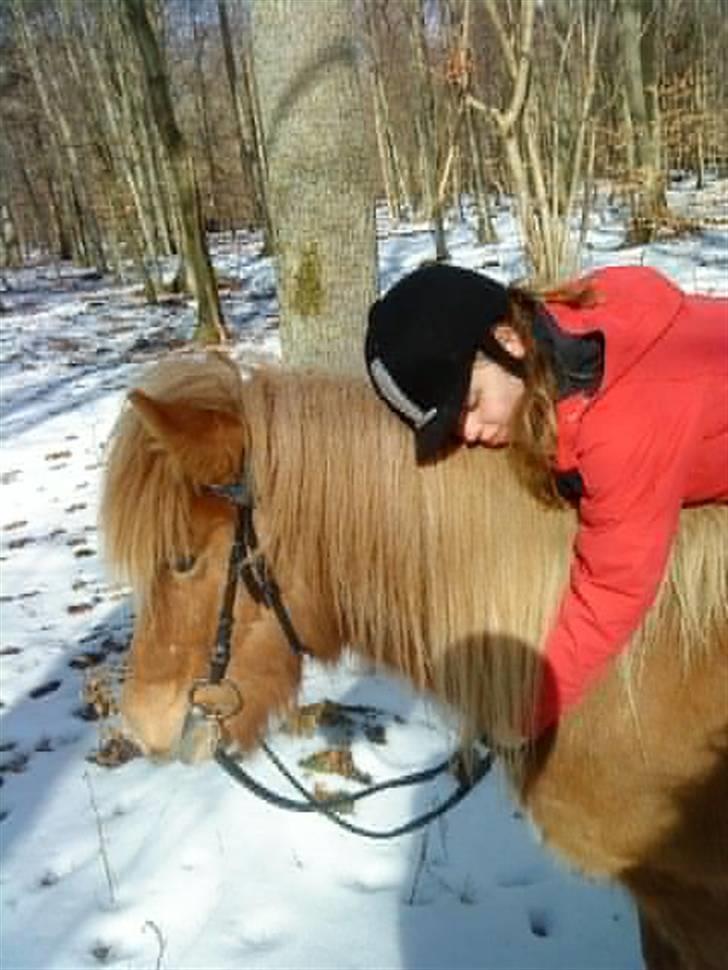 Islænder Drópa fra Freersvang billede 6