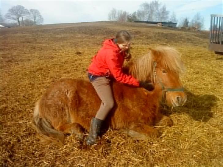 Islænder Drópa fra Freersvang billede 7