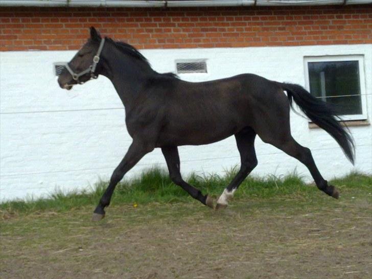 Dansk Varmblod Krogårdens Hard To Make - Så flyver du ind på Mads´s profil, hunsk at smide en kommentar inden du flyver ud igen :P billede 3