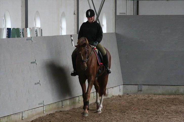 Dansk Varmblod Zarisma R.I.P billede 20