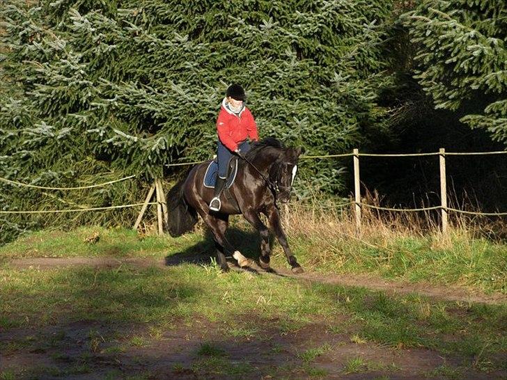 Dansk Varmblod Krogårdens Hard To Make - Mig og Mads i galop efter ca et halvt års ridning billede 4