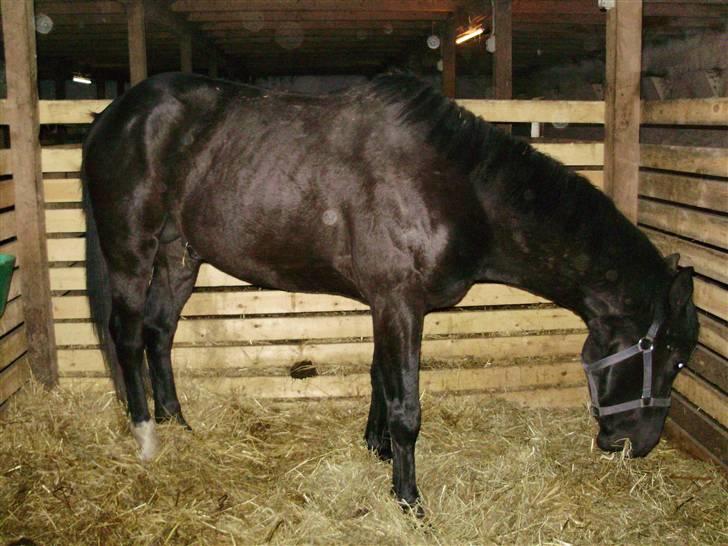 Dansk Varmblod Krogårdens Hard To Make - Sådan så han ud da jeg hentede ham hjem grim i plesen og mager. billede 2