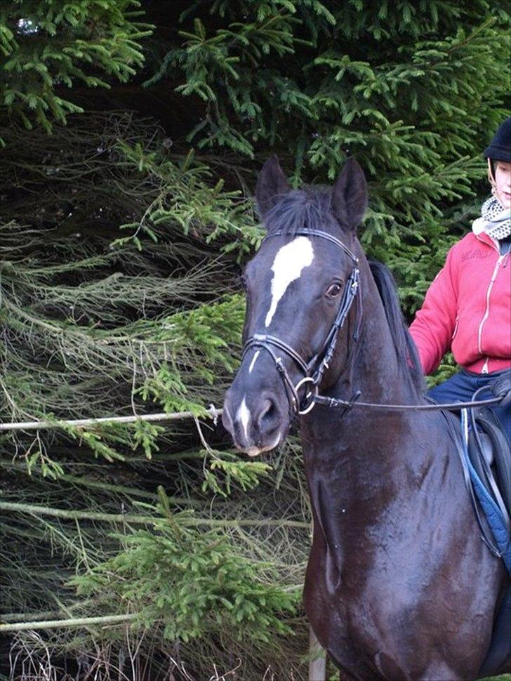 Dansk Varmblod Krogårdens Hard To Make - fra den 8/11 - 2010 billede 1