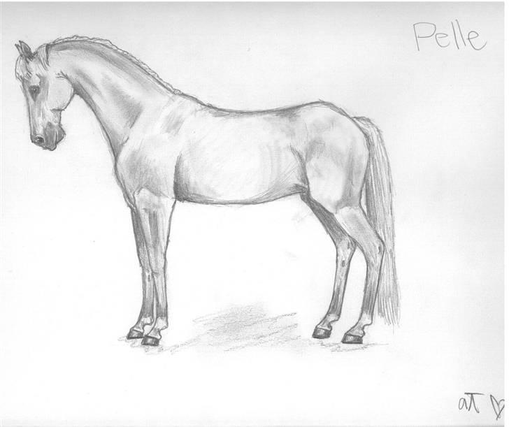 Palomino Bornhorse Pelle billede 13