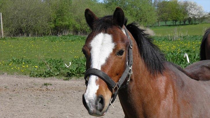 DSP Fredbo's Butler billede 6