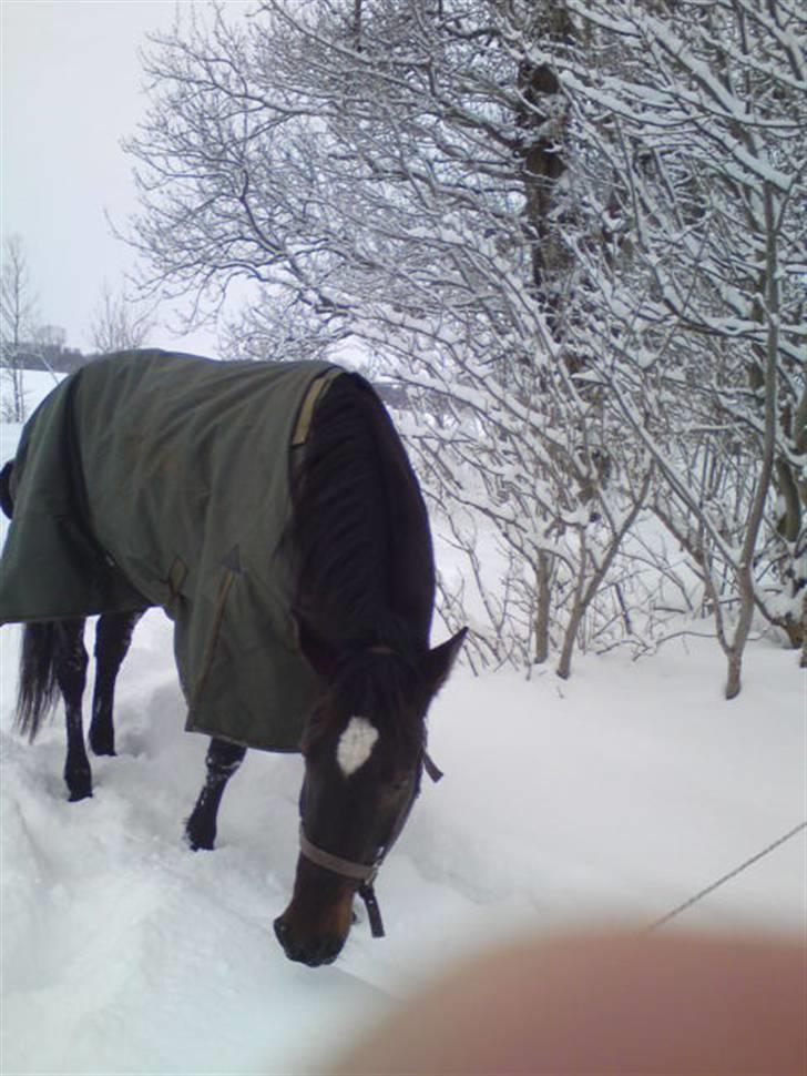 Traver Ærla K *RIP* 8-3-11 billede 1