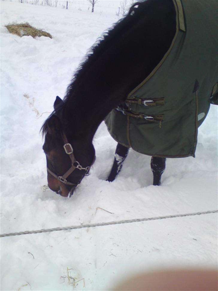 Traver Ærla K *RIP* 8-3-11 billede 2