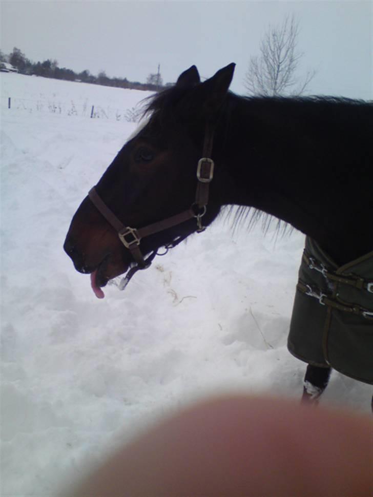 Traver Ærla K *RIP* 8-3-11 billede 3