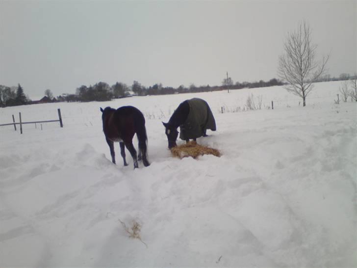 Traver Ærla K *RIP* 8-3-11 billede 4