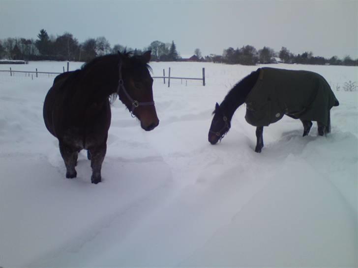 Traver Ærla K *RIP* 8-3-11 billede 5