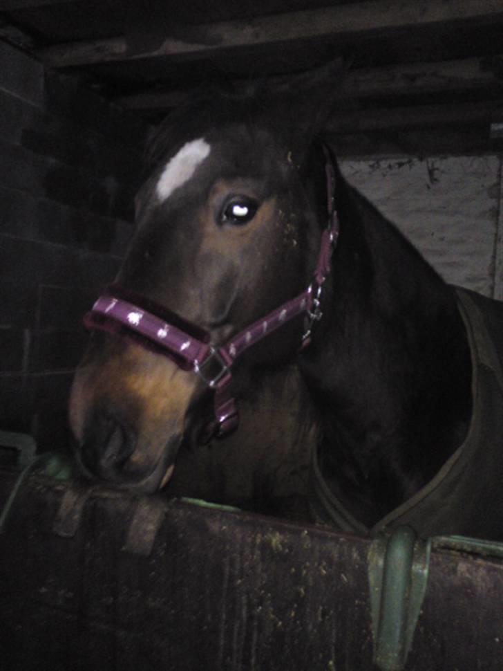 Traver Ærla K *RIP* 8-3-11 billede 6