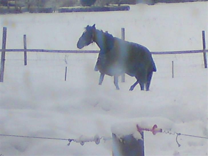 Traver Ærla K *RIP* 8-3-11 billede 7