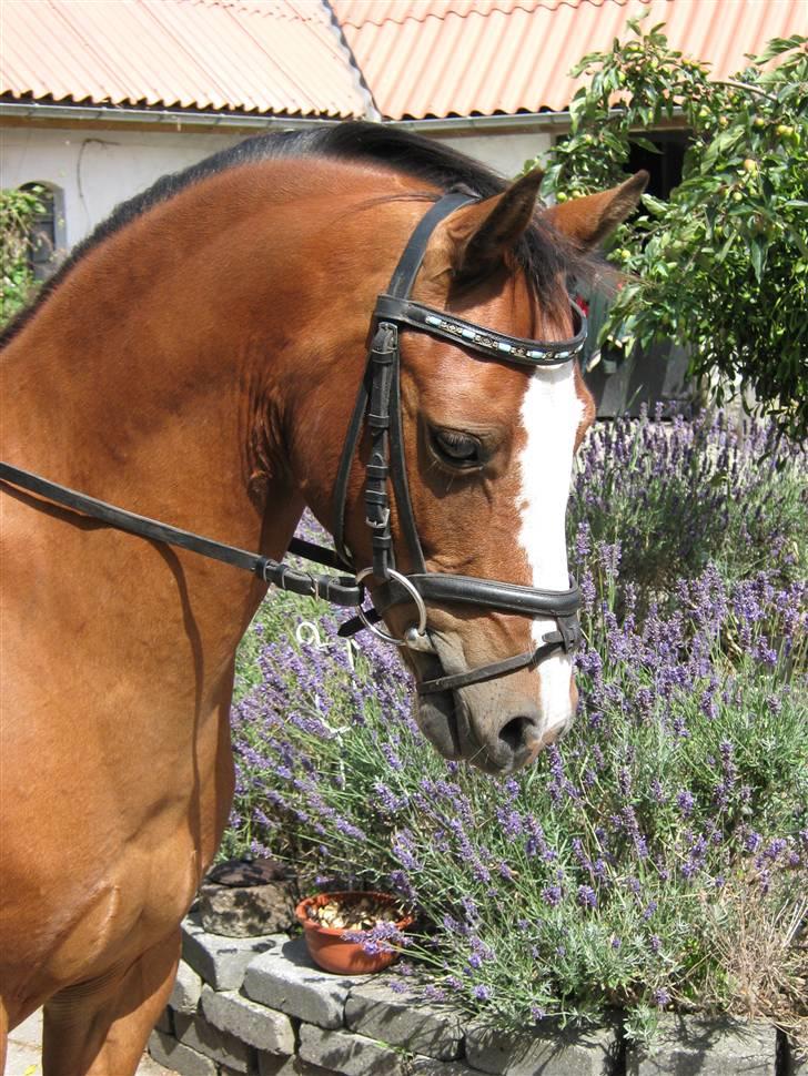 DSP Fredbo's Butler - Velkommen til Butlers profil :) billede 5