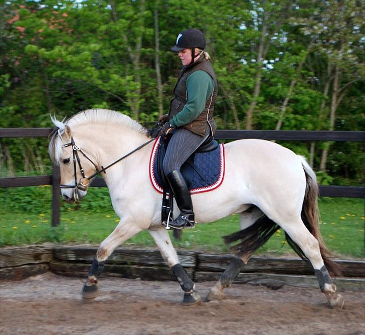 Fjordhest Højgaards Fronar *solgt* - træning 17.maj 2010 billede 8