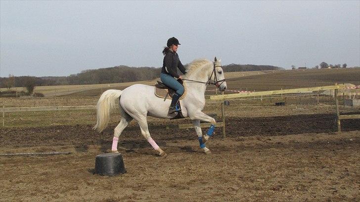 Dansk Varmblod Volstrups cousteau - smukke<3 i en dejlig galop! ;ii billede 10