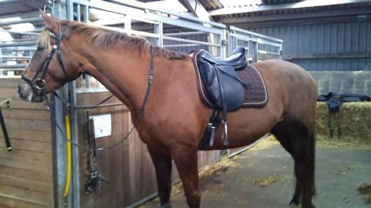 Dansk Varmblod Robbia Vedstedholm billede 15