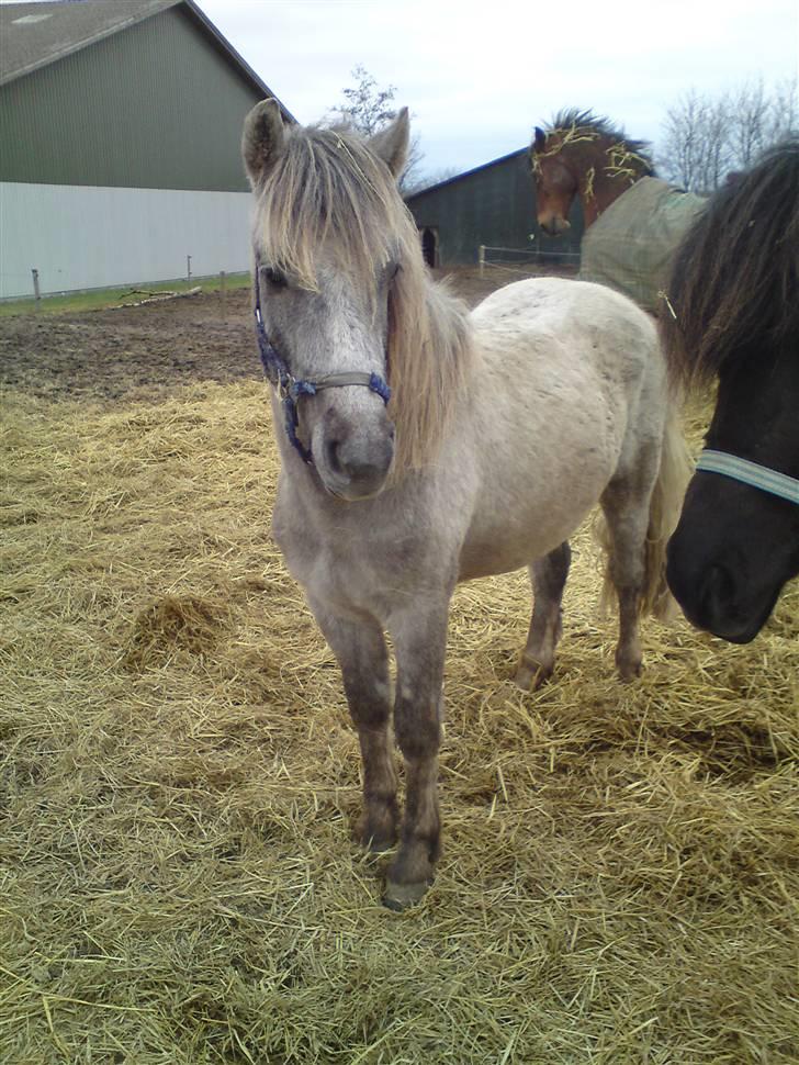 Anden særlig race Pepper billede 5