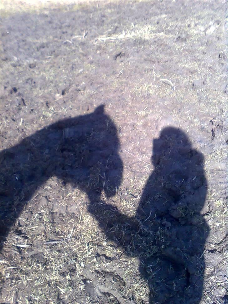 Fjordhest R.i.p alex billede 9