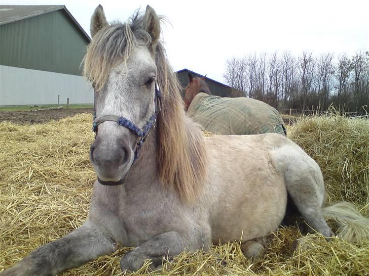 Anden særlig race Pepper billede 6