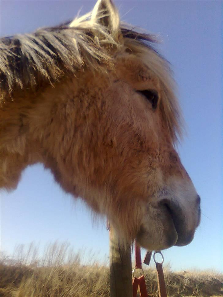 Fjordhest R.i.p alex billede 10