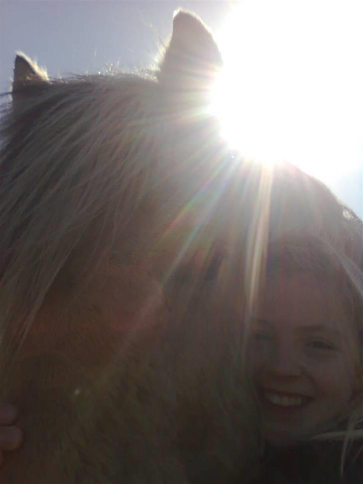 Fjordhest R.i.p alex billede 11