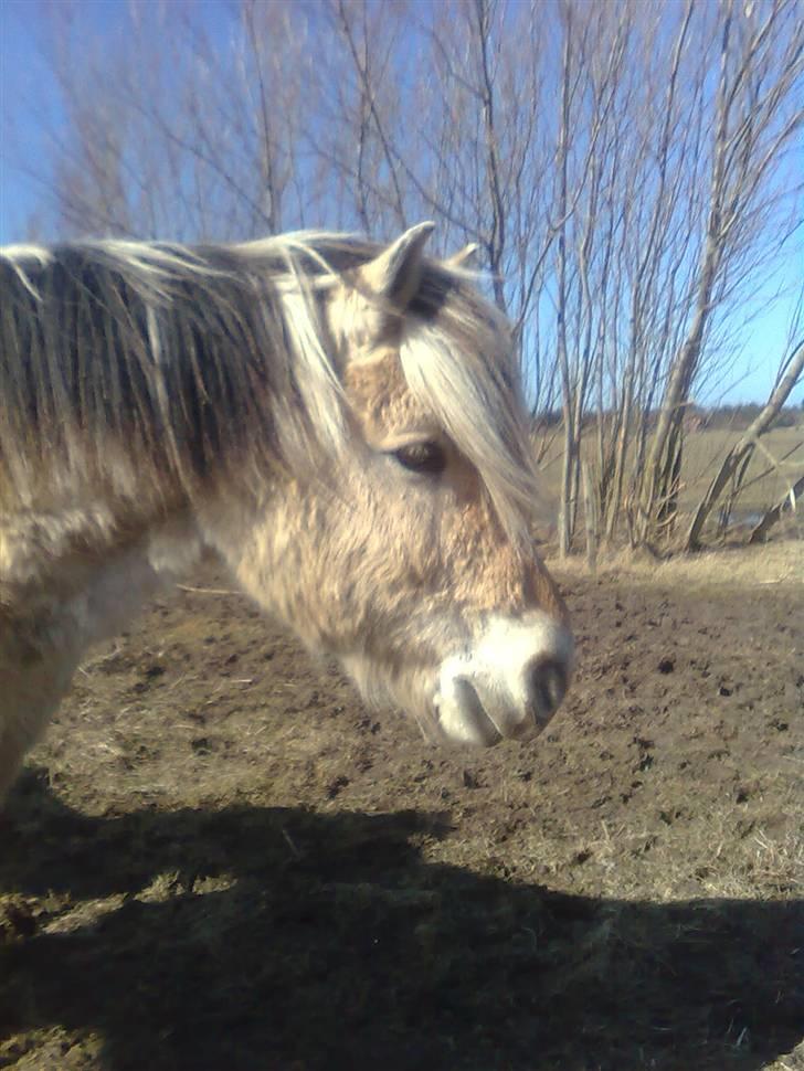 Fjordhest R.i.p alex billede 12
