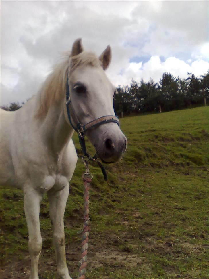 Anden særlig race Cavalir - er han ikke bare sød?! billede 12