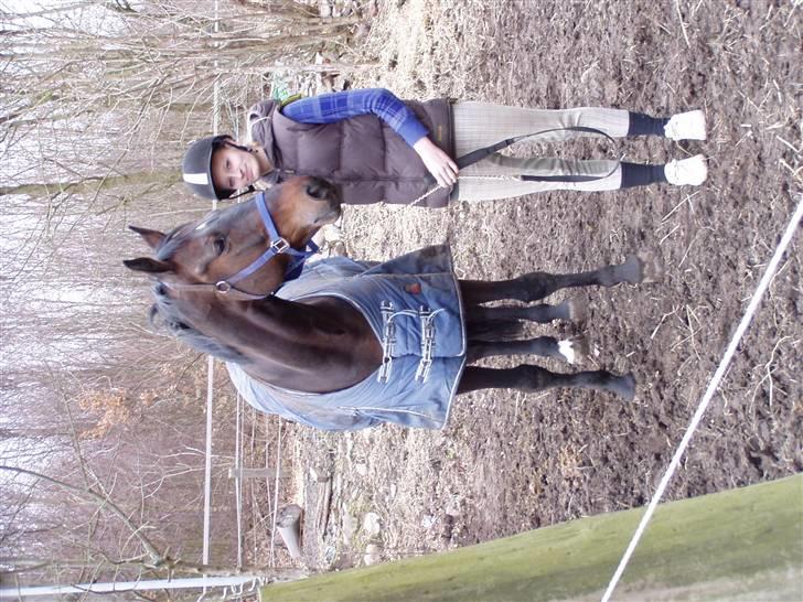 Holstener Hesteløkkens Chic billede 1