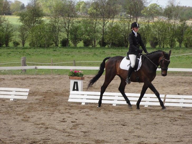 Holstener Hesteløkkens Chic billede 2